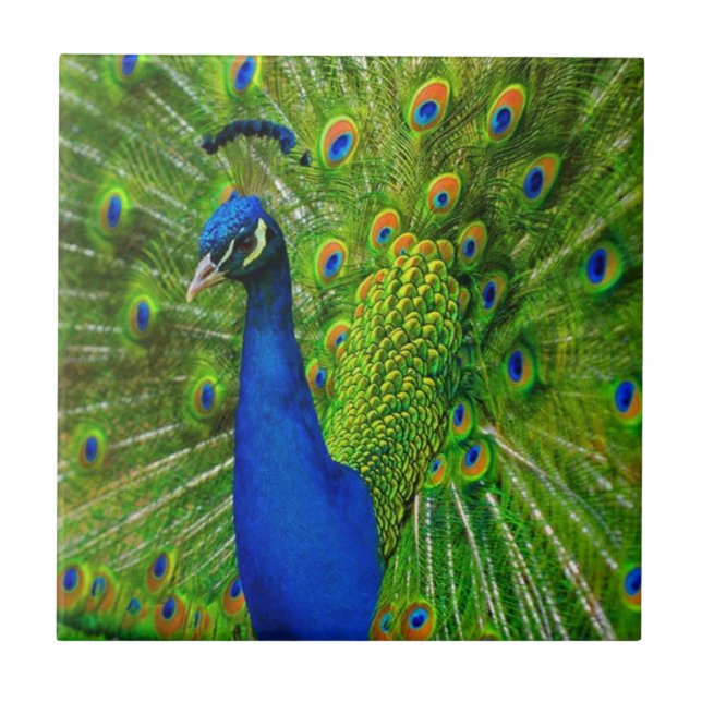 CARREAU EN CÉRAMIQUE TILE CÉRAMIQUE BLEU & VERT PEACOCK (Devant)