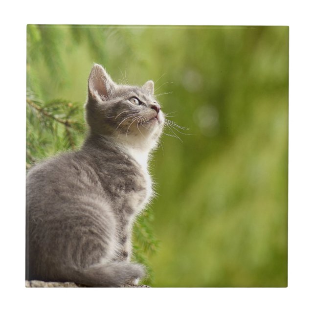 Carreau En Céramique Tiny Grey et blanc Kitten Peers jusqu'au ciel (Devant)