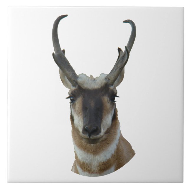 Carreau En Céramique Tir de tête d'antilope d'A19 Pronghorn (Devant)