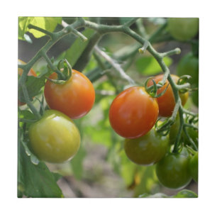 Carreau En Céramique Tomates Cerises Sur La Vigne Nature