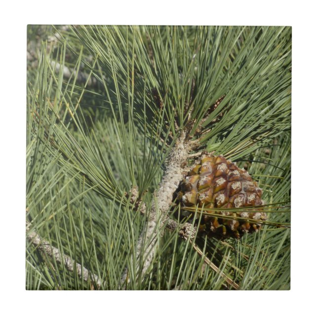 Carreau En Céramique Torrey Pine Closeup California Botanical (Devant)