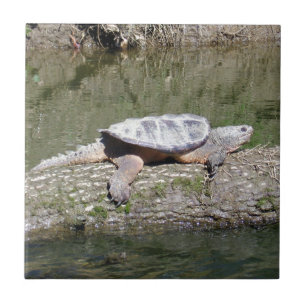 Carreau En Céramique Tortue à carapace