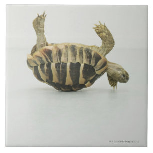 Carreau En Céramique Tortue à l'envers, équilibrant sur la coquille