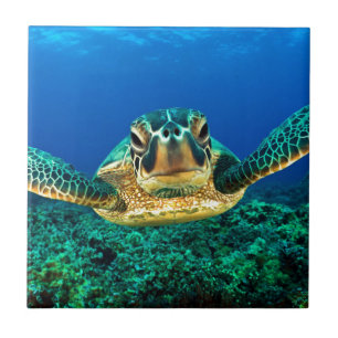 Carreau En Céramique Tortue de mer