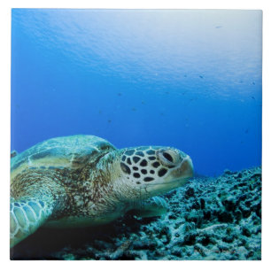 Carreau En Céramique Tortue de mer se reposant sous l'eau