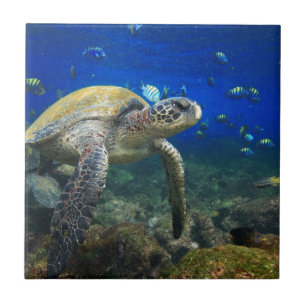 Carreau En Céramique Tortue de mer sous l'eau tropicale Pacifique