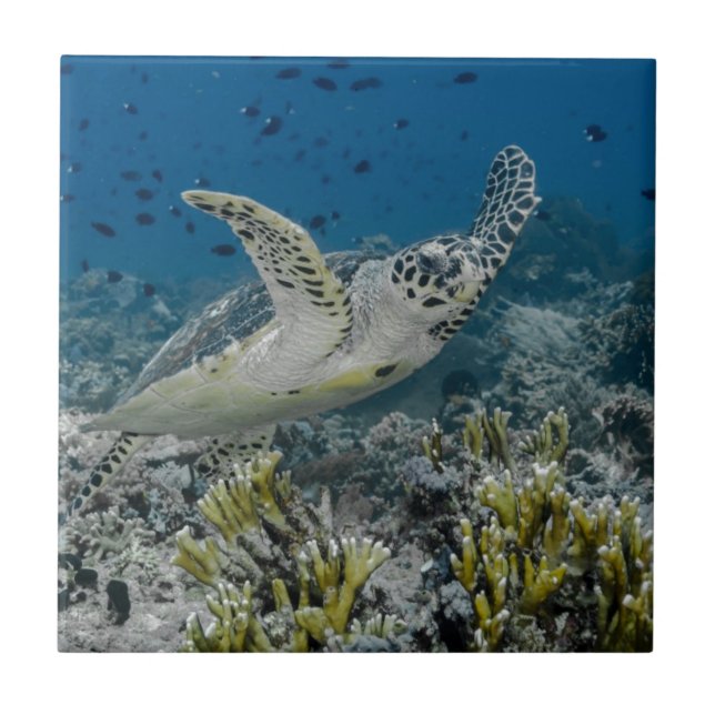Carreau En Céramique Tortue imbriquée nageant (Devant)