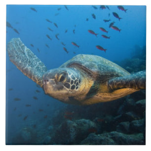 Carreau En Céramique Tortue noire (verte) (Chelonia agassizi)