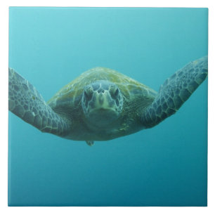 Carreau En Céramique Tortue verte (Chelonia mydas agassisi), Centre
