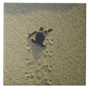 Carreau En Céramique Tortue verte, (Chelonia mydas), nouveau-né