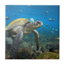 Carreau En Céramique Tortues des Galapagos nageant dans le lagon
