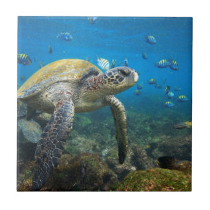 Carreau En Céramique Tortues des Galapagos nageant dans le lagon