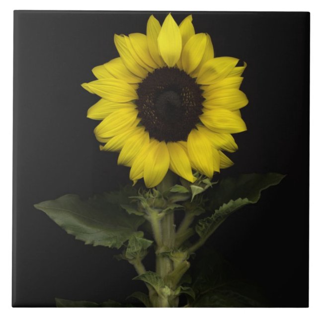 Carreau En Céramique Tournesol 11 (Devant)