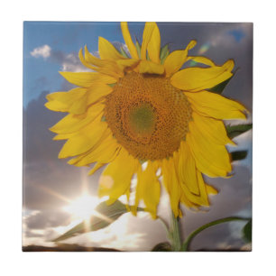 Carreau En Céramique Tournesol hybride soufflant dans le vent au crépus