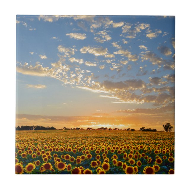 Carreau En Céramique Tournesols au coucher du soleil (Devant)