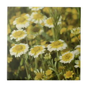 Carreau En Céramique Tournesols jaunes et blancs fleur sauvage