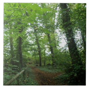 Carreau En Céramique Traverser le Carrelage de la forêt verte