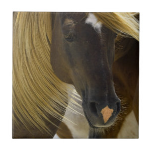 Carreau En Céramique Trépied de photo de cheval de mustang