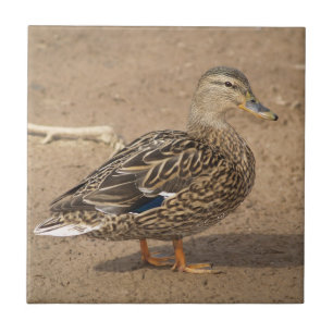 Carreau En Céramique Trépied femelle de tuile de canard de Mallard