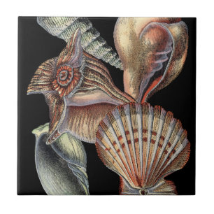 Carreau En Céramique Trésors de la mer