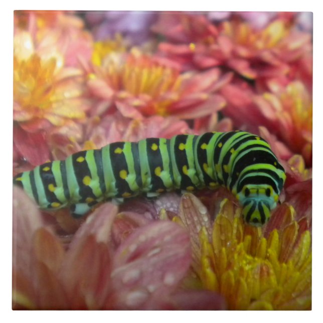 Carreau En Céramique Trivet en tuile Nosy Caterpillar (Devant)