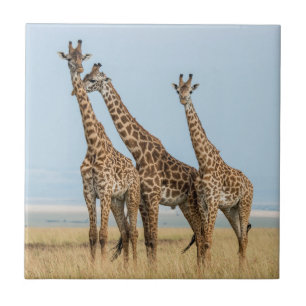 Carreau En Céramique Trois girafes en pose