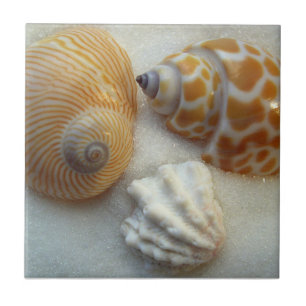 Carreau En Céramique Trois Petits Coques De Plage Carrelage En Céramiqu