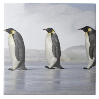 Carreau En Céramique Trois pingouins d'empereur, île de colline de