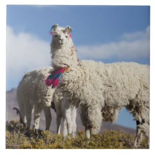 Carreau En Céramique Troupeau de lamas décorés dans la Puna, montagnes