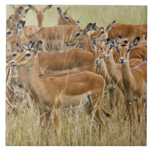 Carreau En Céramique Troupeau d'impalas femelles, Masai Mara, Kenya.