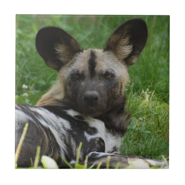 Carreau En Céramique Tuile africaine de chien sauvage (Devant)
