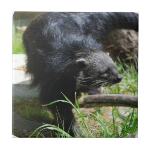 Carreau En Céramique Tuile asiatique de Bearcat