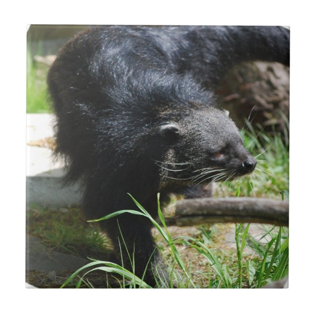 Carreau En Céramique Tuile asiatique de Bearcat (Devant)