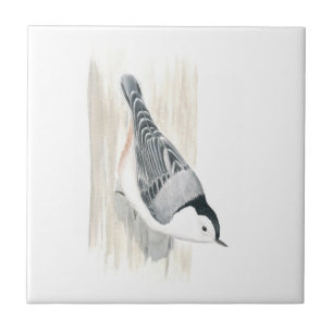Carreau En Céramique Tuile Blanche-breasted de sittelle