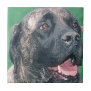 Carreau En Céramique Tuile Brindle de Bullmastiff