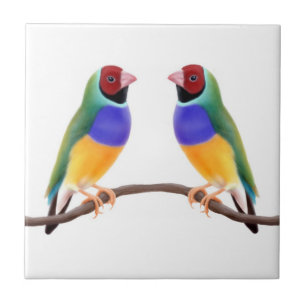 Carreau En Céramique Tuile d'amis de pinson de Gouldian