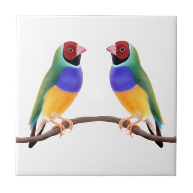 Carreau En Céramique Tuile d'amis de pinson de Gouldian (Devant)