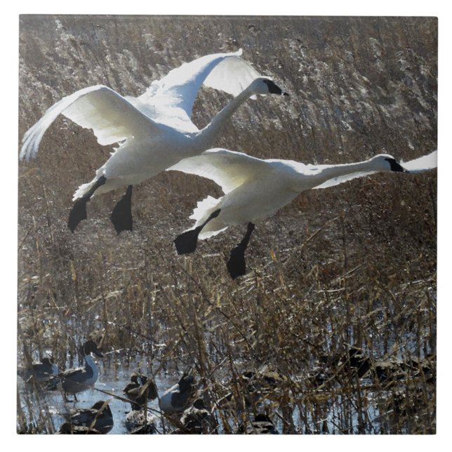 Carreau En Céramique Tuile d'animaux de faune d'oiseaux de cygne de (Devant)