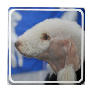 Carreau En Céramique Tuile de Bedlington Terrier