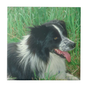 Carreau En Céramique Tuile de border collie