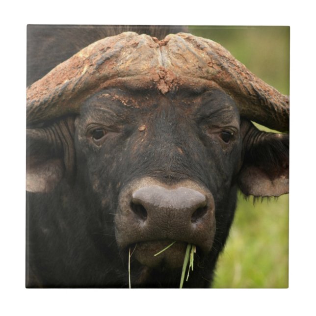 Carreau En Céramique Tuile de Buffalo d'eau (Devant)