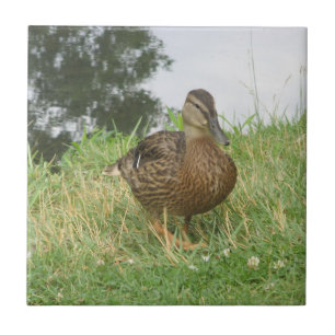 Carreau En Céramique Tuile de canard à colle femelle