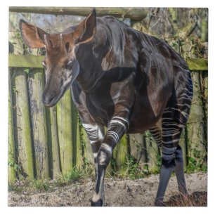 Carreau En Céramique Tuile de céramique okapi