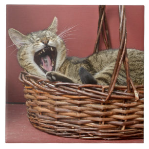 Carreau En Céramique Tuile de chat en jaugeage
