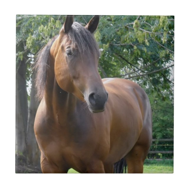 Carreau En Céramique Tuile de cheval de pur sang de baie (Devant)