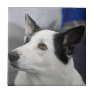 Carreau En Céramique Tuile de chien de Canaan