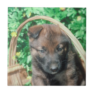 Carreau En Céramique Tuile de chiot de Malinois de Belge