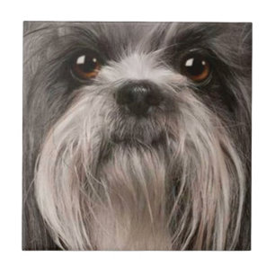 Carreau En Céramique tuile de compagnie 2