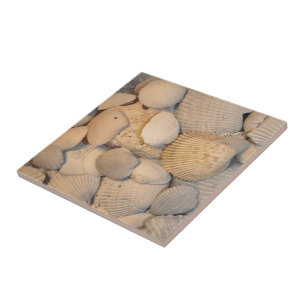 Carreau En Céramique Tuile de coquillages