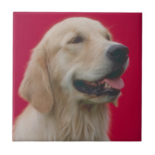 Carreau En Céramique Tuile de golden retriever